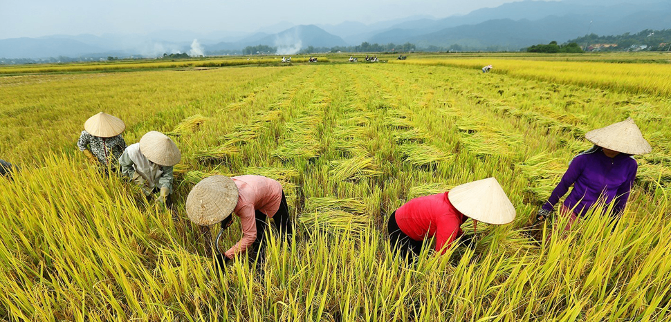 越南农业数字化