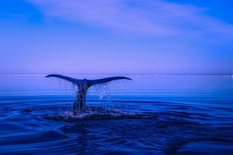 大规模加密鲸鱼在损失 1 美元后投降.700 万的 Memecoins